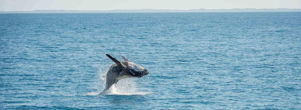 Ballenas en Australia