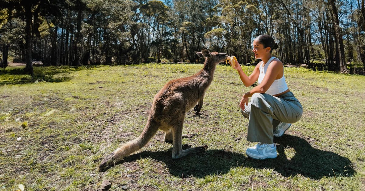 Mujer alimentando a un canguro en un campo soleado.
