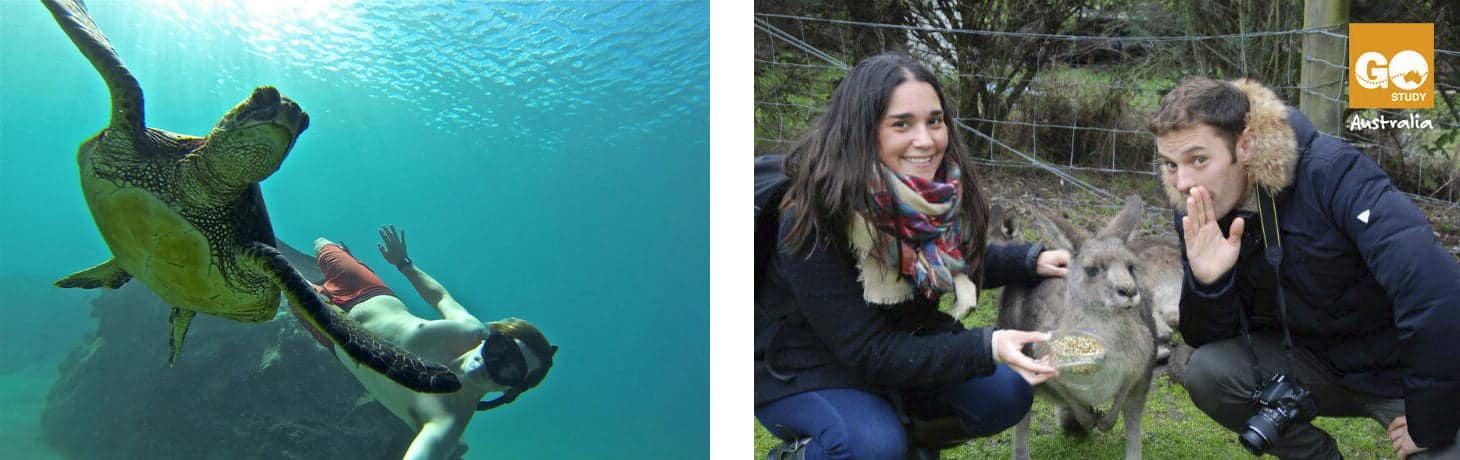 Tips para una experiencia Aussie