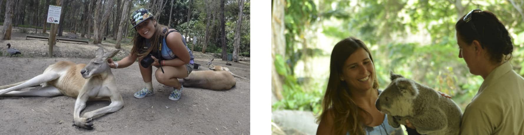 Canguros Koalas en Australia