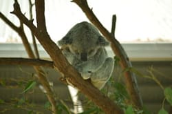 Koala