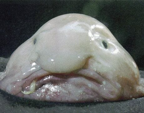 Psychrolutes microporos Australia