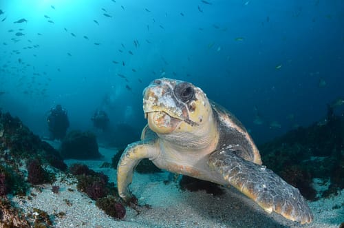 Submarinismo Byron Bay Submarinismo Byron Bay