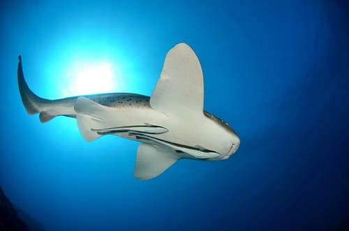 Submarinismo Australia Submarinismo Australia