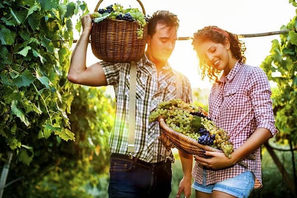 Ebook: Guía definitiva para encontrar trabajo en granja