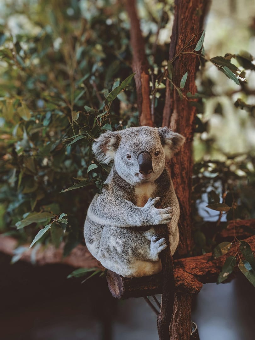 Koala senatado en un arbol tipico australiano