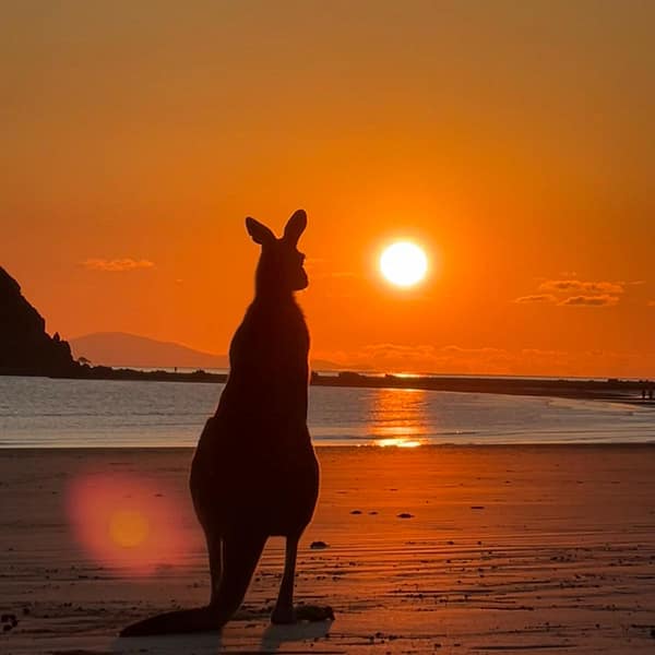 Webinar Gratuito | Studia Inglese in Australia