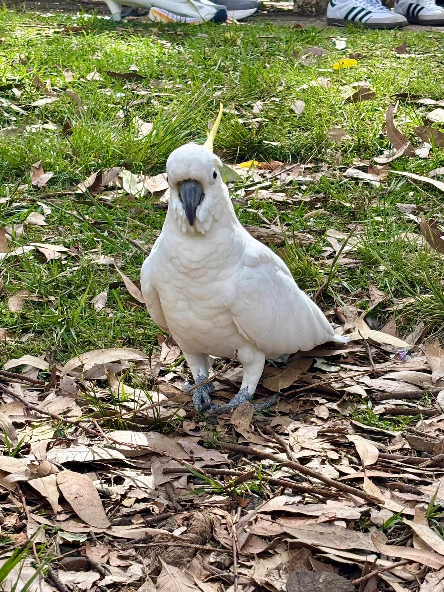 Animali australiani iconici – Cacatua e pappagalli australiani passeggiano in un parco di Sydney, mostrando la ricca fauna locale.