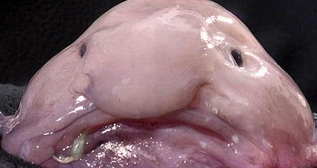 blobfish