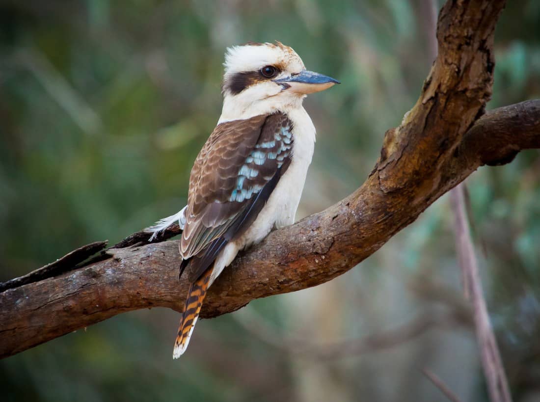 kookaburra