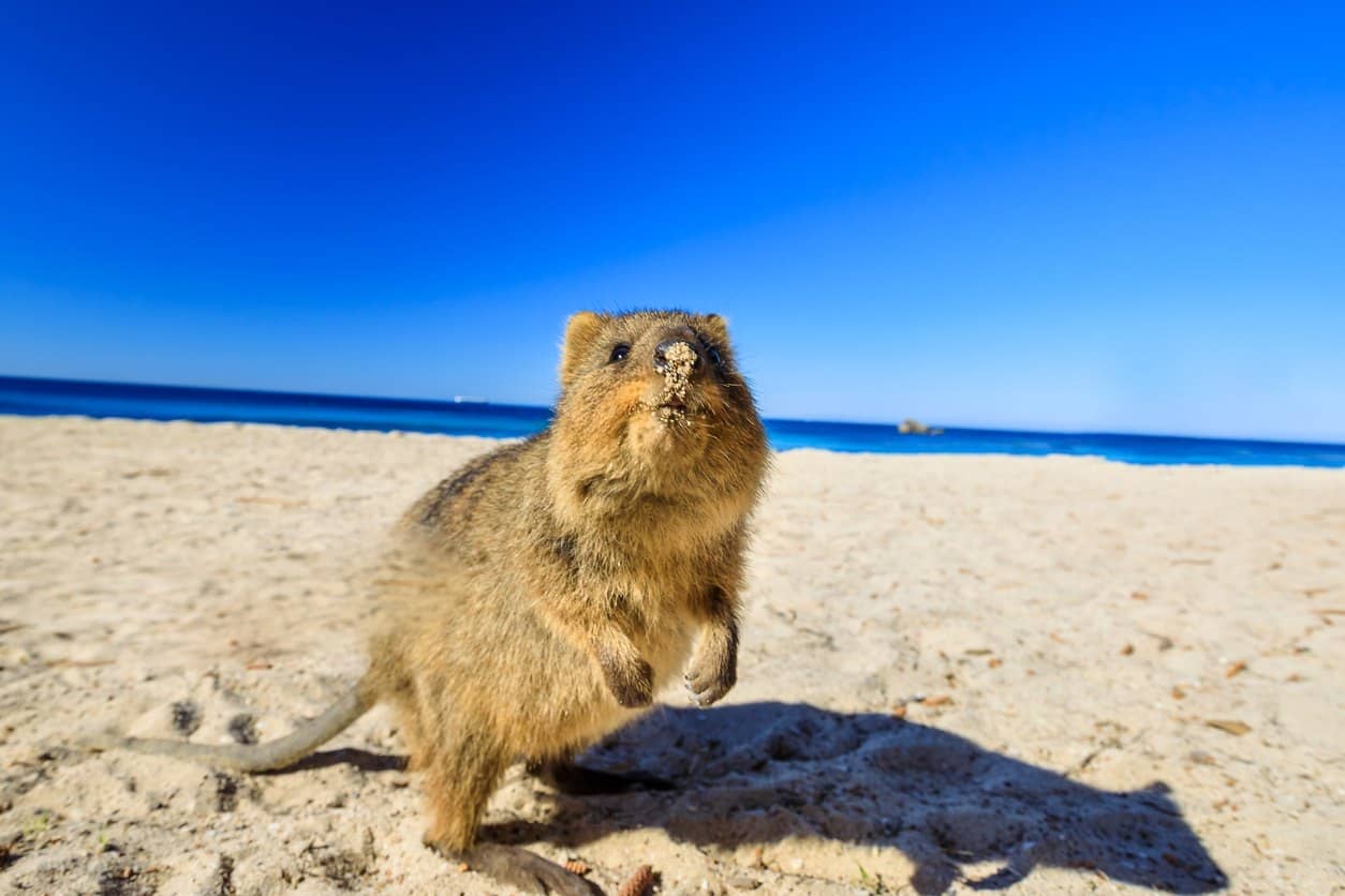 quokka sur plage