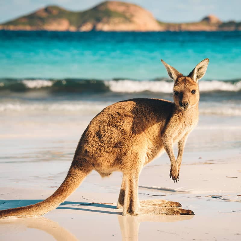 kangaroo on the beach