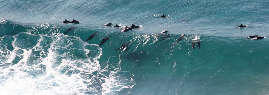 A group of dolphins swimming on a wave in the Australian ocean, Byron Bay.
