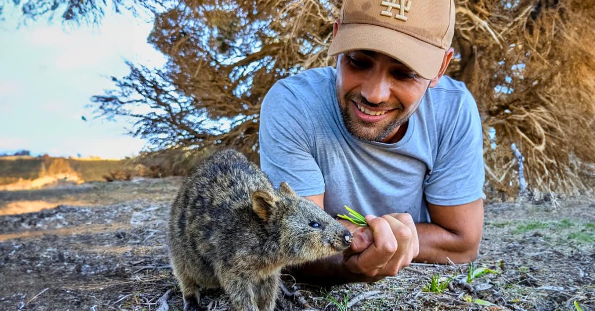 Estudiante alminetando a un Quokka