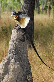 lagarto cuello de volante Australia