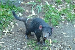 Demonio de tasmania