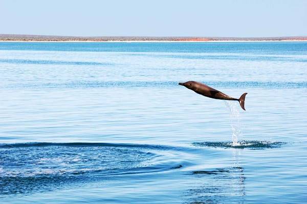 Bottlenose Dolphin jumping joyfully out of the Water, Indian Ocean, Monkey Mia, Western Australia