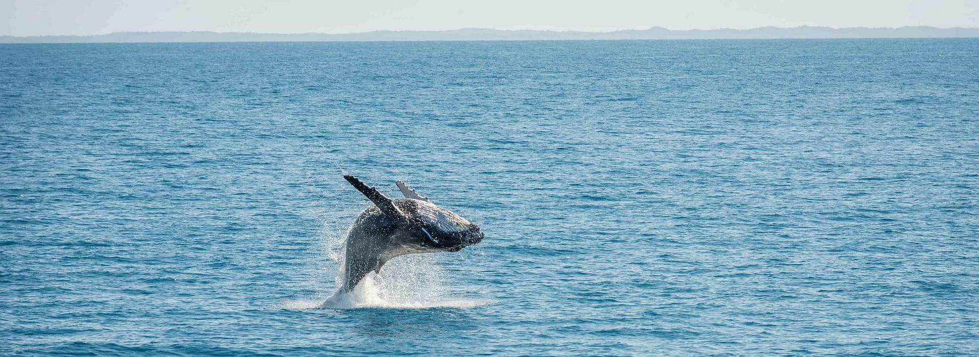 Ballenas en Australia