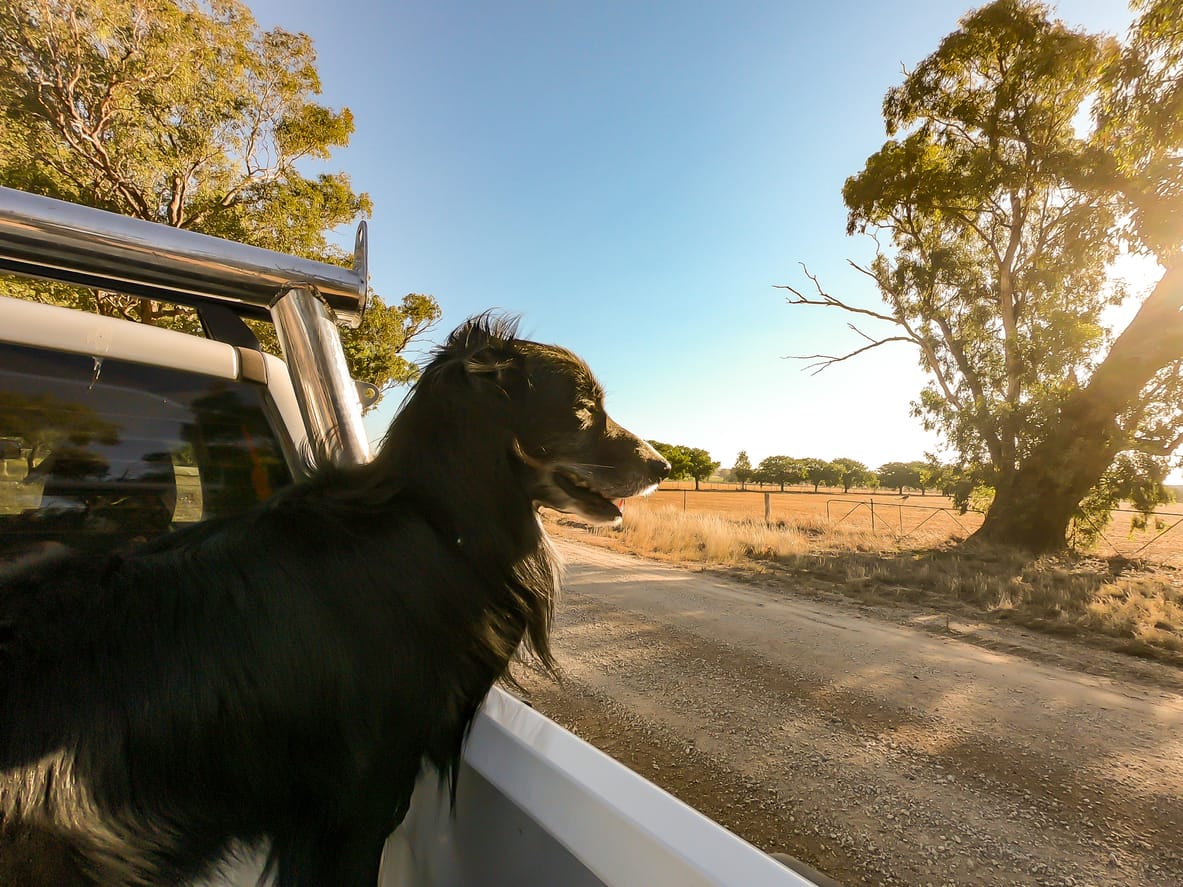 bring dog to australia