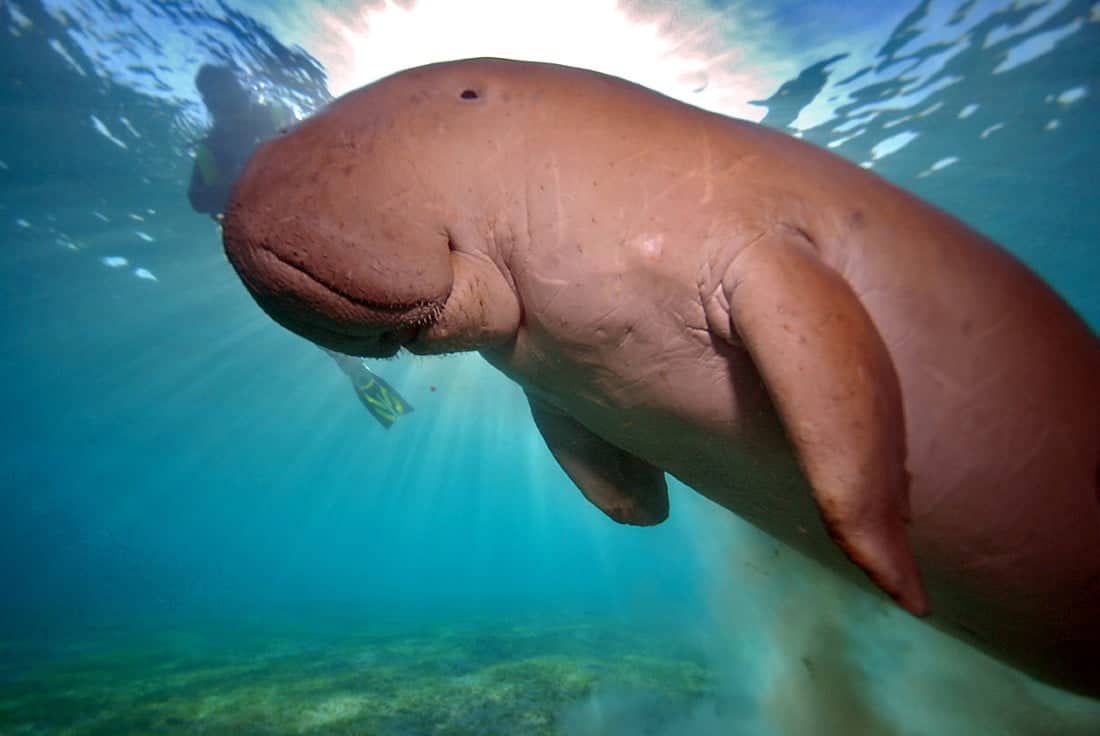 dugong dans l'eau