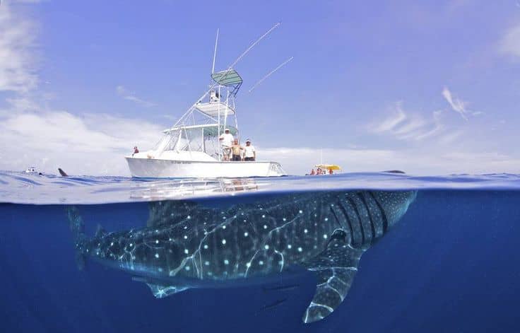 tiburon ballena Australia