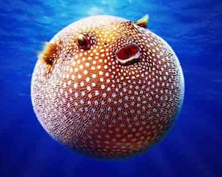 pez globo Australia
