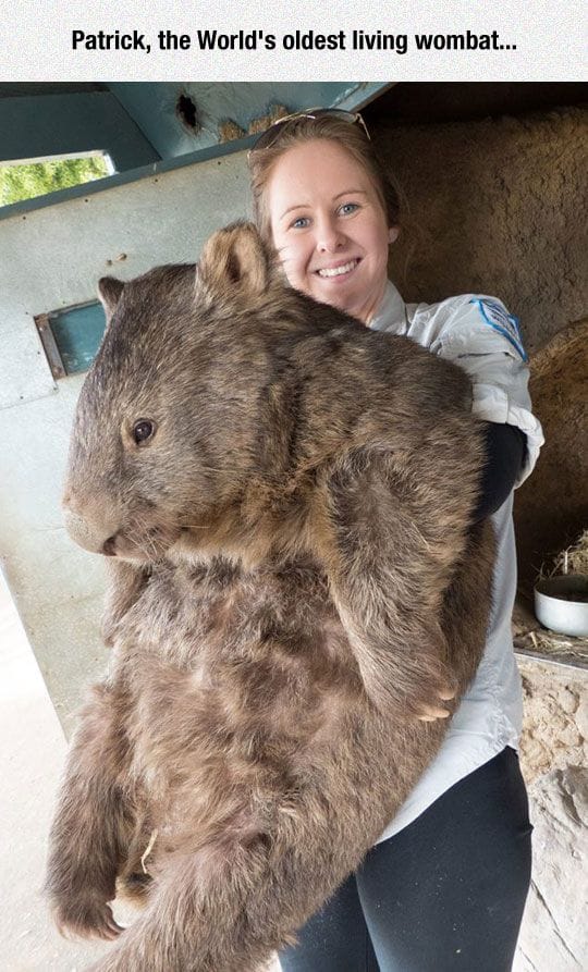 wombat Australia