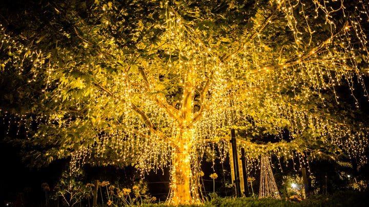 arbre décoré avec lumières
