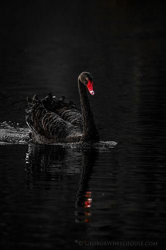 cisne negro Australia