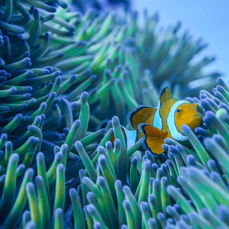 Coral Reef 